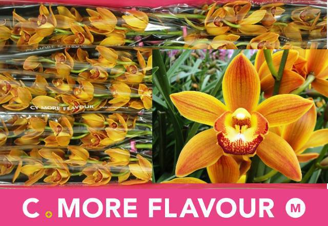 Цимбидиум мини Сакура x10 60, шт.