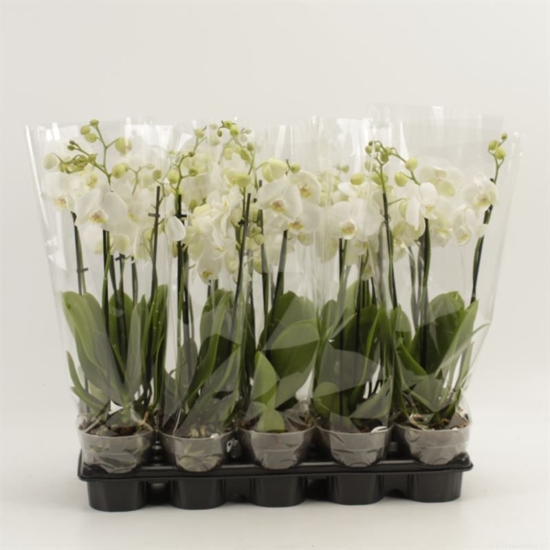 Phalaenopsis overig wit 3 Tak wit shorty A2, D 12 cm