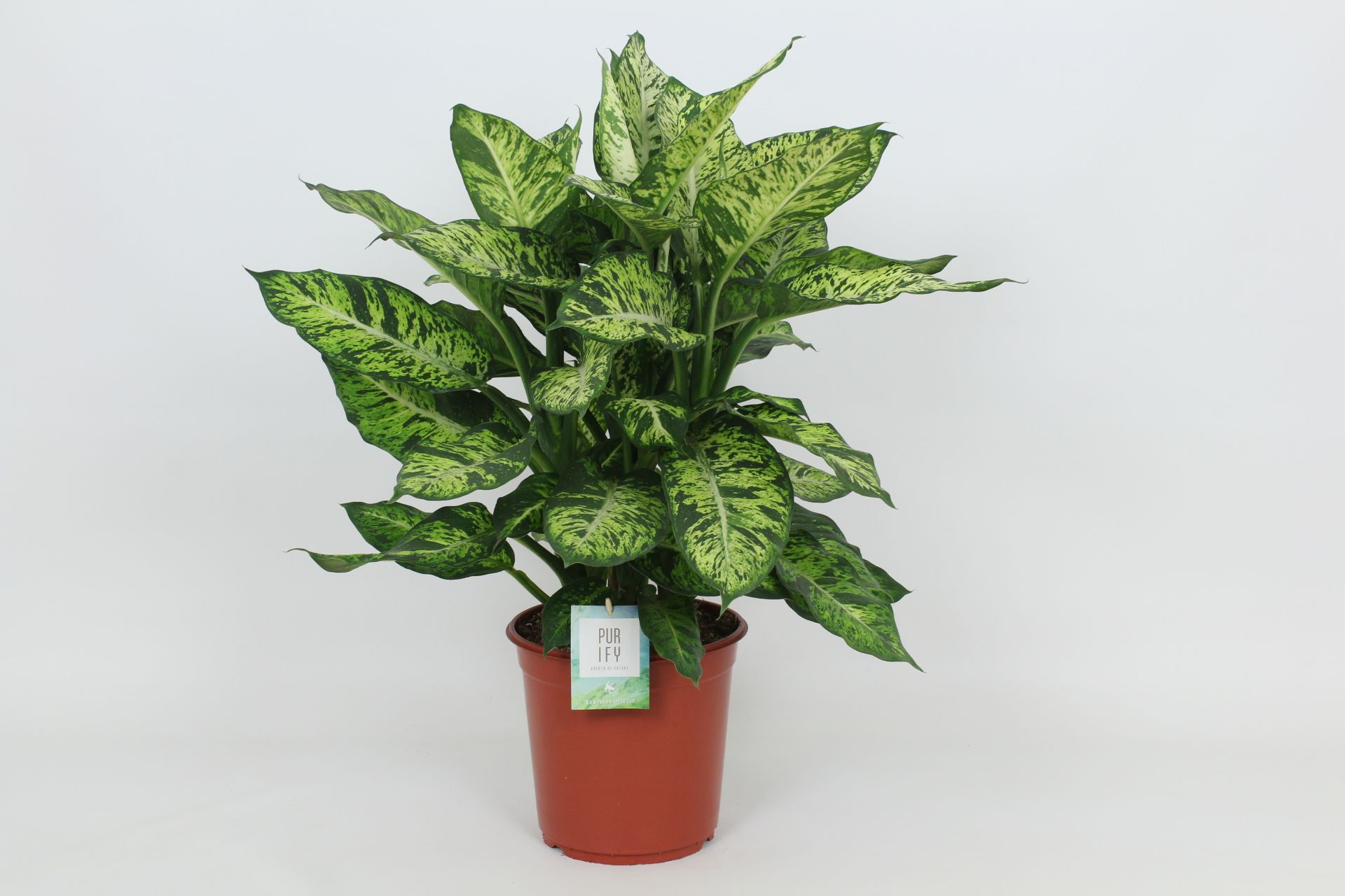 Purify Dieffenbachia Sublime 24 cm, D 24