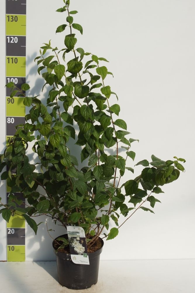 Philadelphus Schneesturm C 7,5, D 27 cm