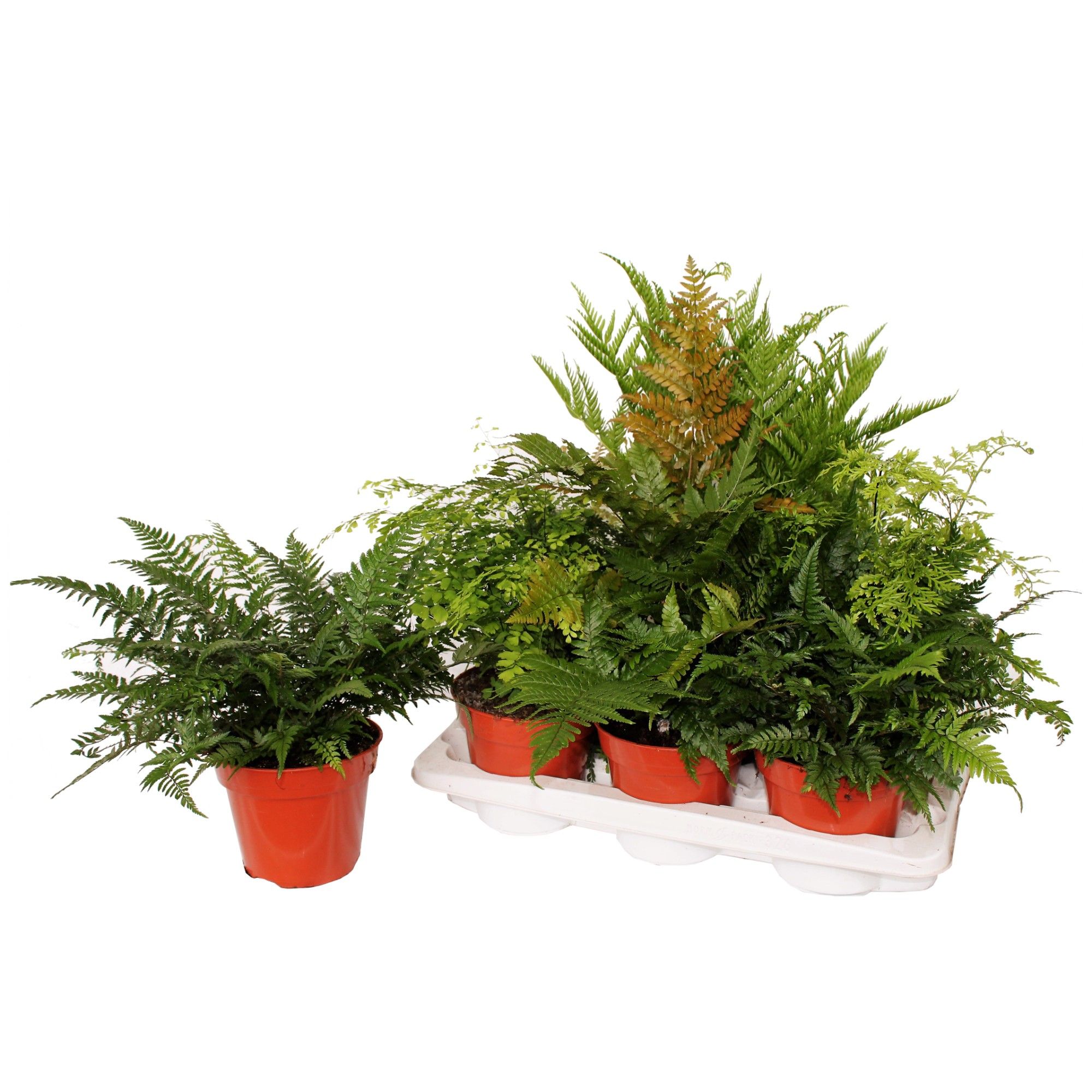 Varens Gemengd, D 17