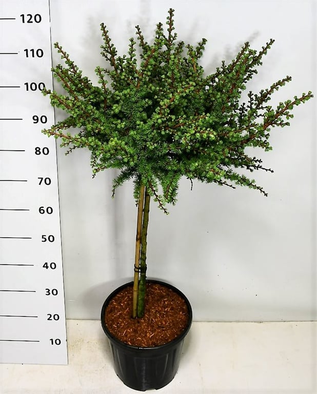Larix kaempf. 'Grey Pearl', D 32