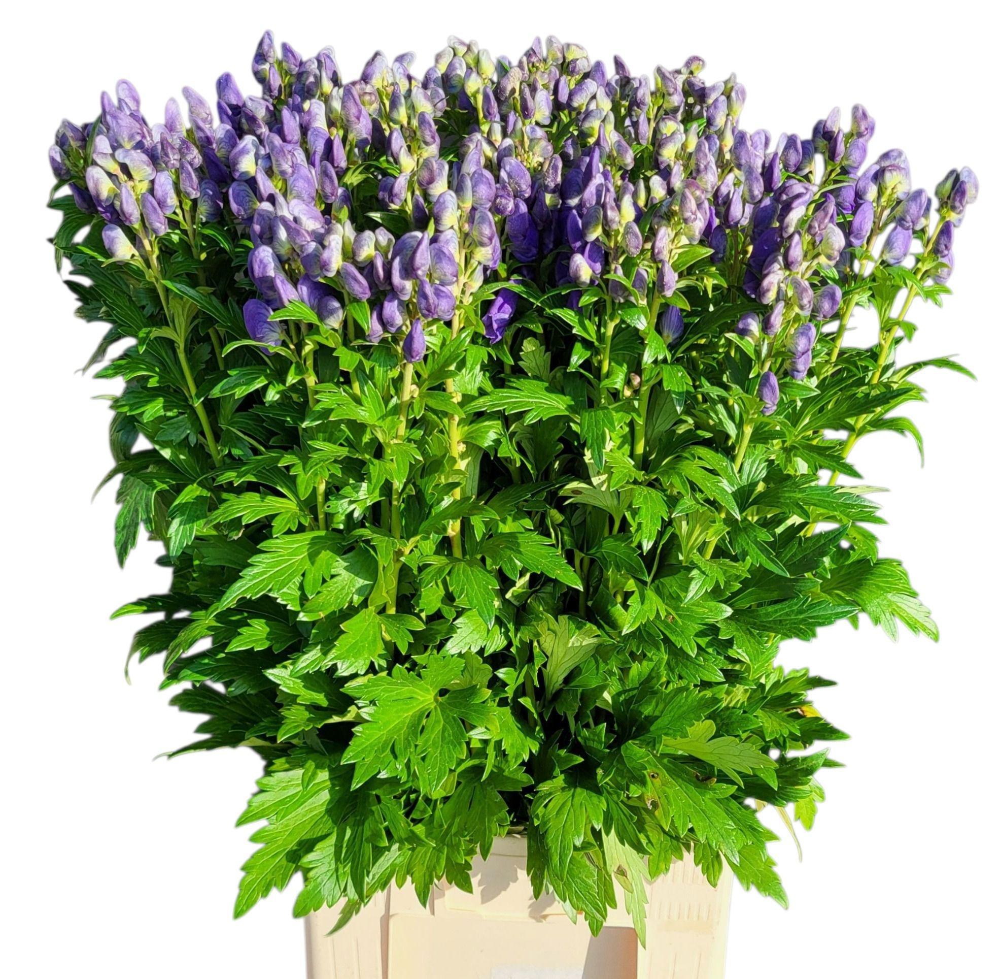 Аконитум Арендси 90, шт.