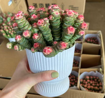 суккулент Роман Базин Мани Стринг Брокаде 12 22