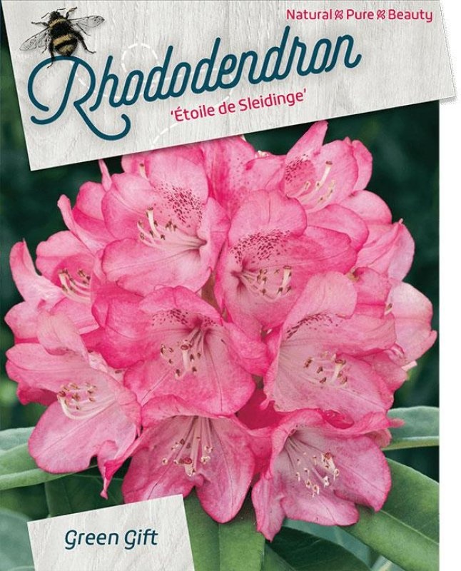 Rhododendron 'Etoile de Sleidinge', D 40