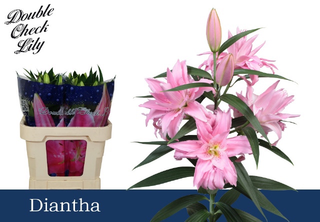 Лилия дв. Диана 85, шт.