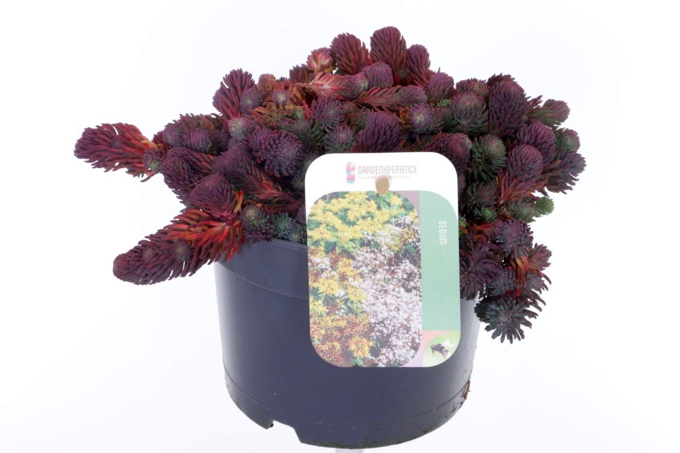 Sedum forsterianum Oracle, D 17