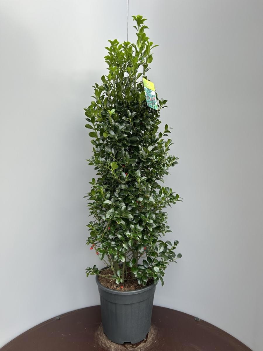 Ilex meserv. Heckenfee, D 39