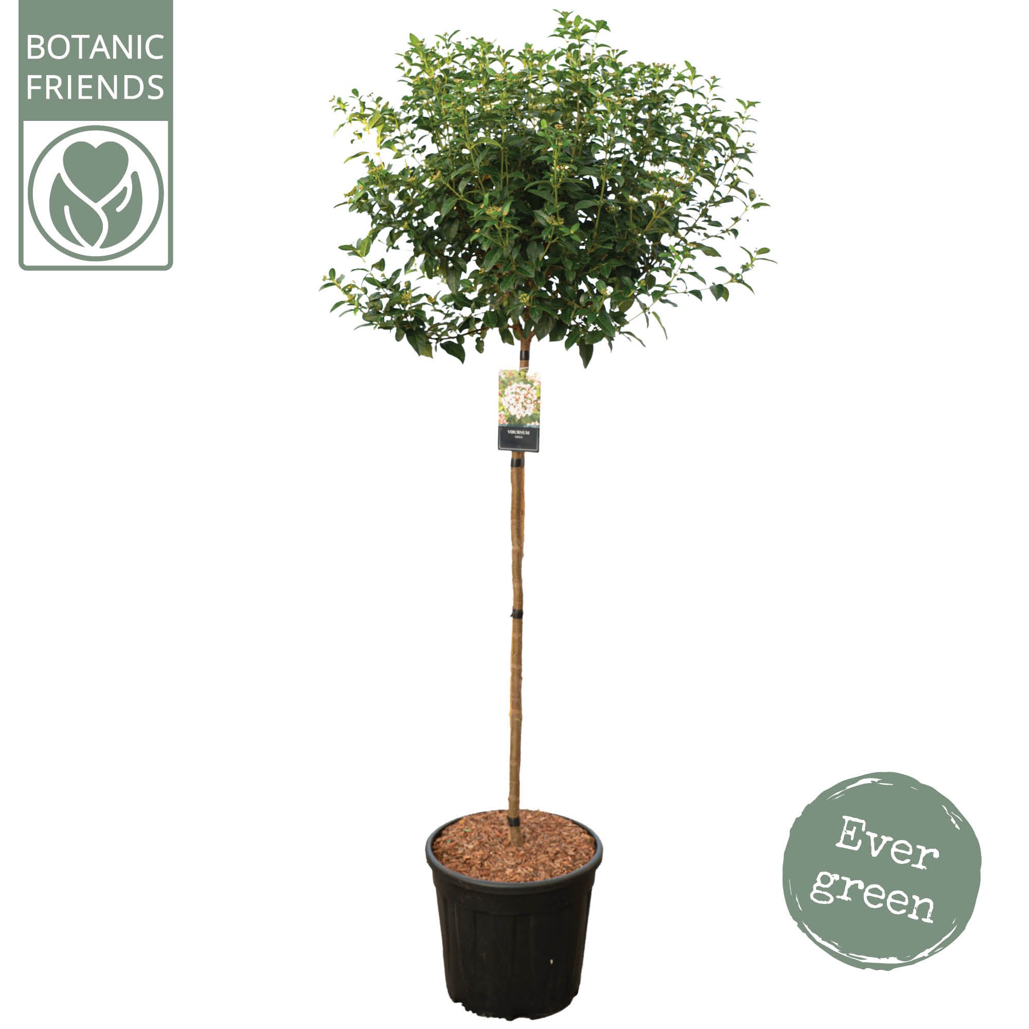 Viburnum tinus C25 halfstam, D 25