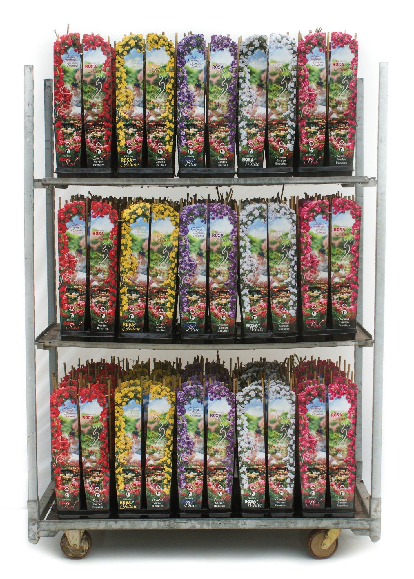 Scented Climbing Garden Beauty 2L, D 11