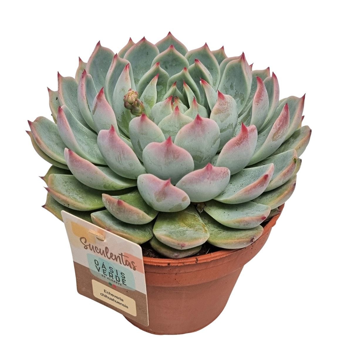 Echeveria Chihuahuaensis - 1154, D 14