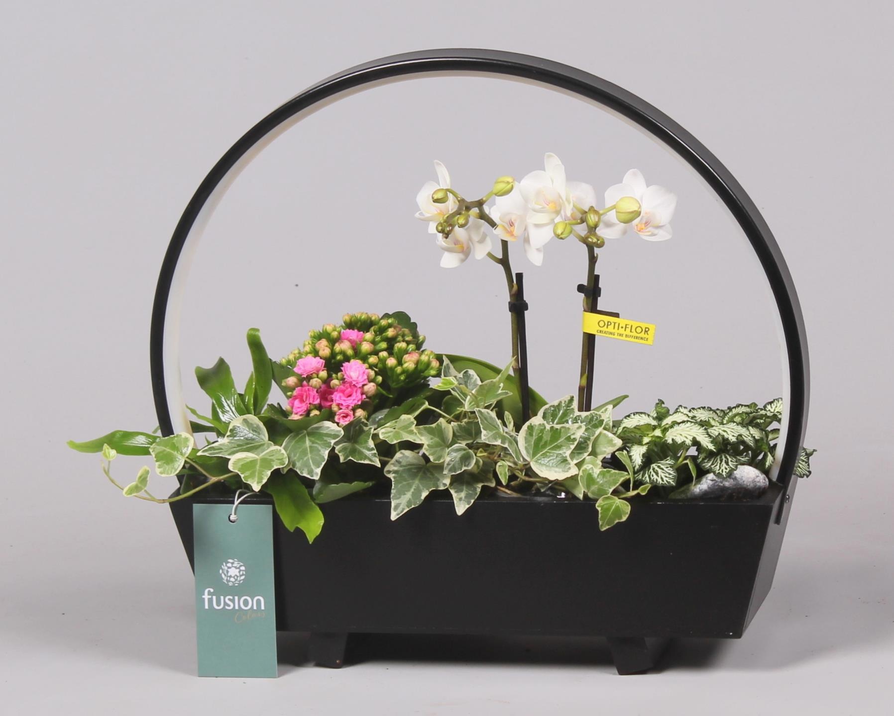 Lamp LED boog hout met Arrangement, D 32