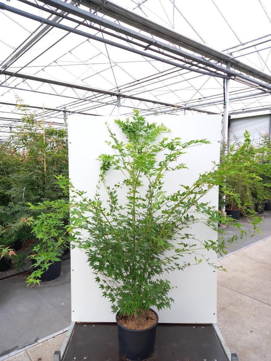 Acer pal. 'Sangokaku', D 40