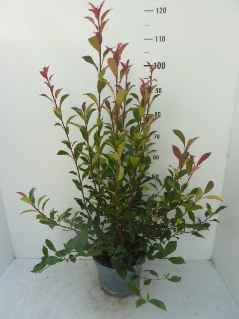 Photinia fraseri 'Carré Rouge' ®, D 27