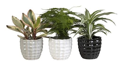 GREEN MIX L 65438, D 12 cm