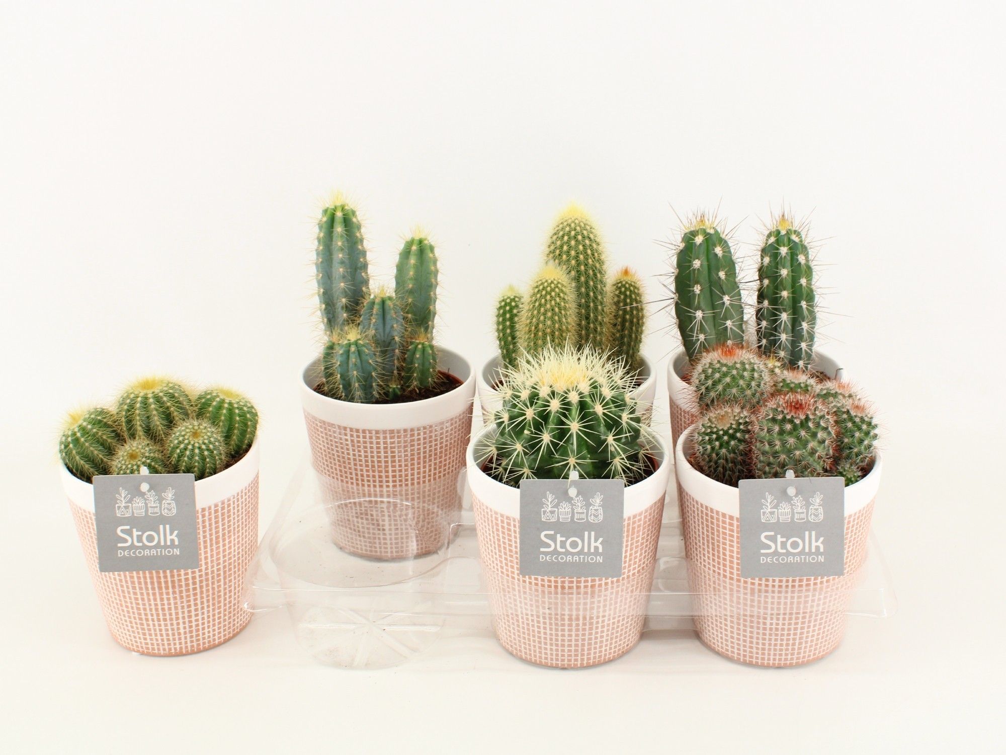 Cactus Mix In Terracotta keramiek, D 13
