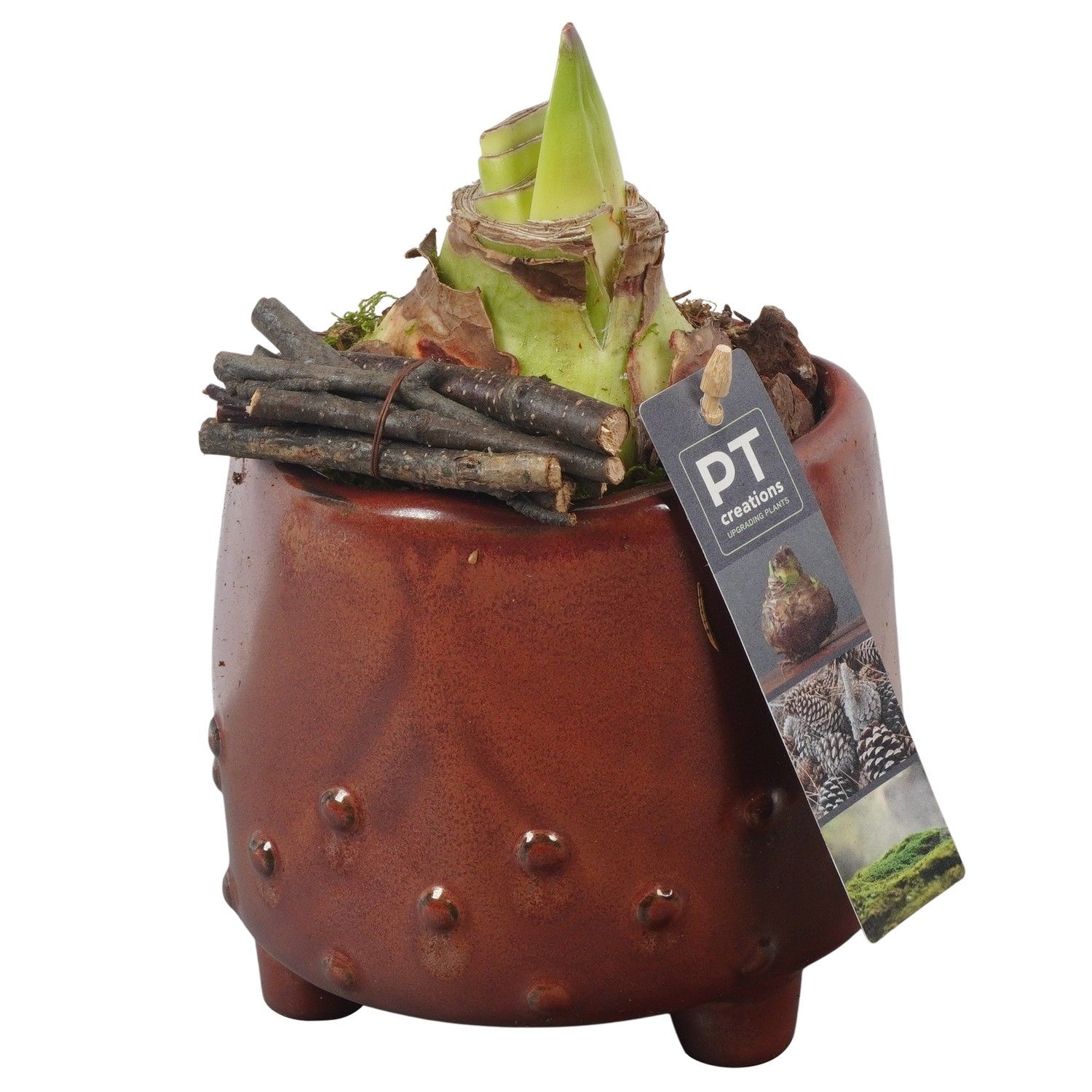 PTAA7513 Arrangement Amaryllis in keramiek pot, D 14 cm