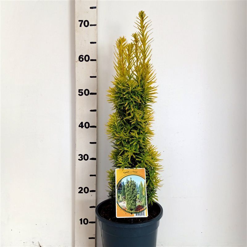 Taxus bacc. 'David', D 19