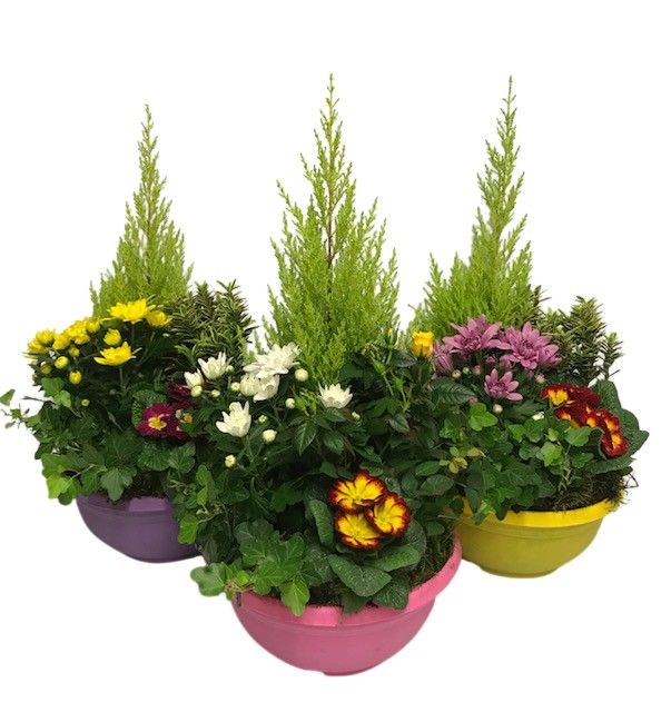 Buitenschaal arrangement A3 Mix, D 27