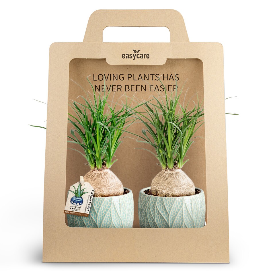 2-Pack Leaf Ocean, Beaucarnea, D 10