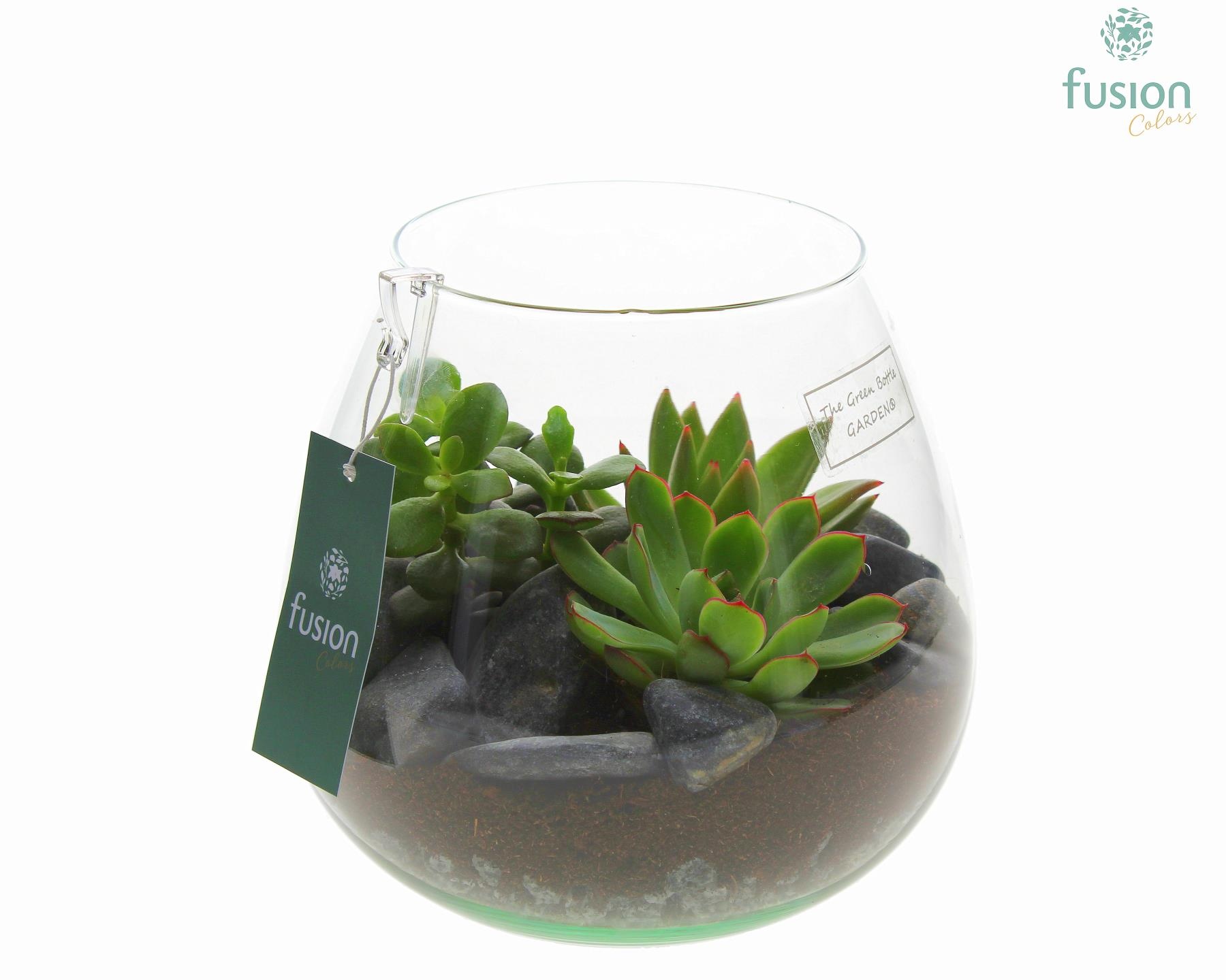 Green Bottle Abby Medium met Succulenten, D 19