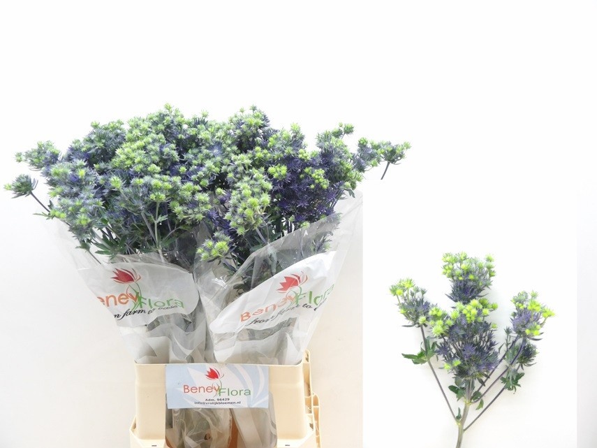 Эрингиум Мэджикал Перпл Старс 70, шт.