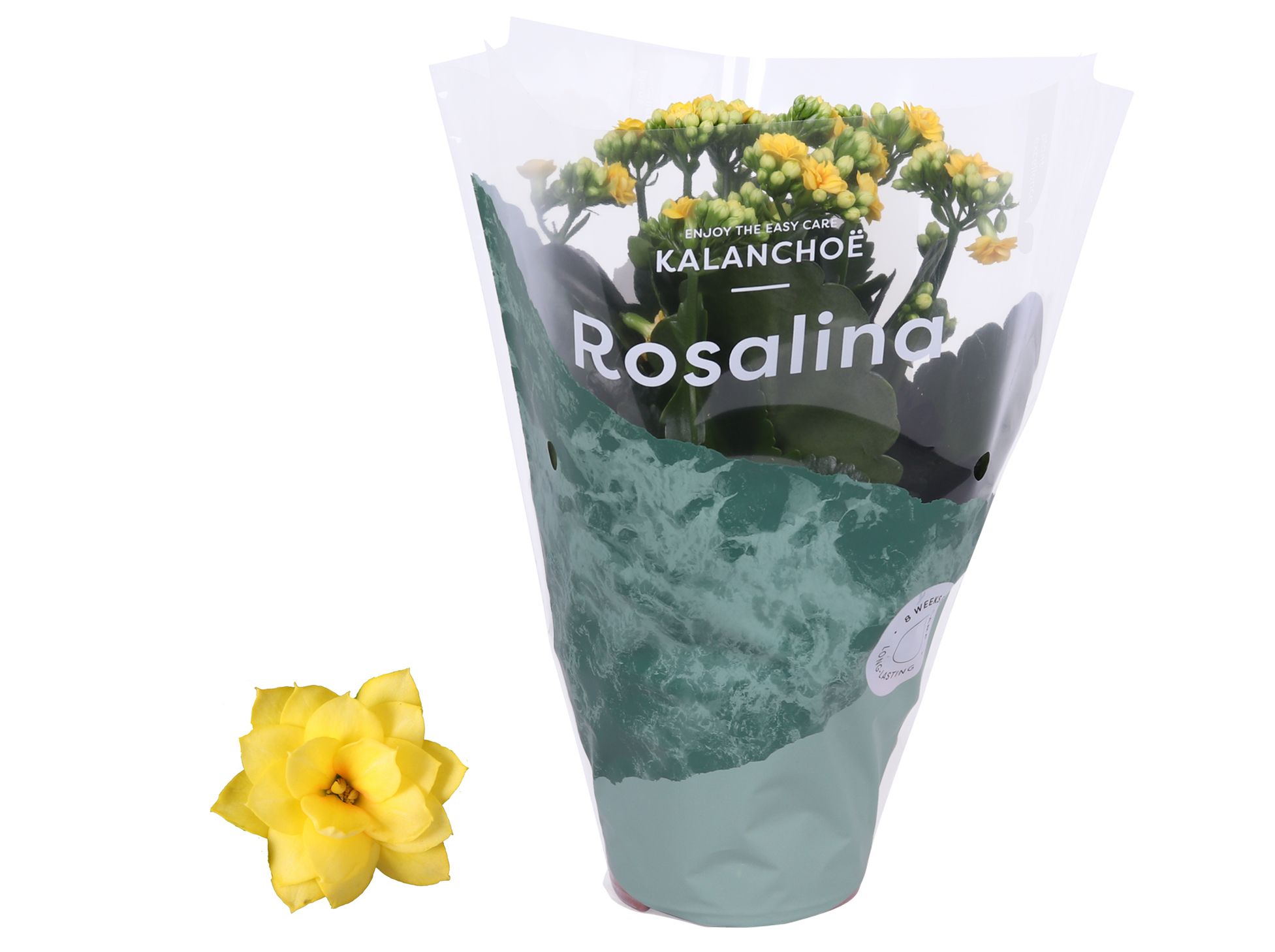 Kalanchoe Rosalina 12cm Don Amarillo geel, D 12 cm Kalanchoe Rosalina 12cm Don Amarillo geel, D 12 cm