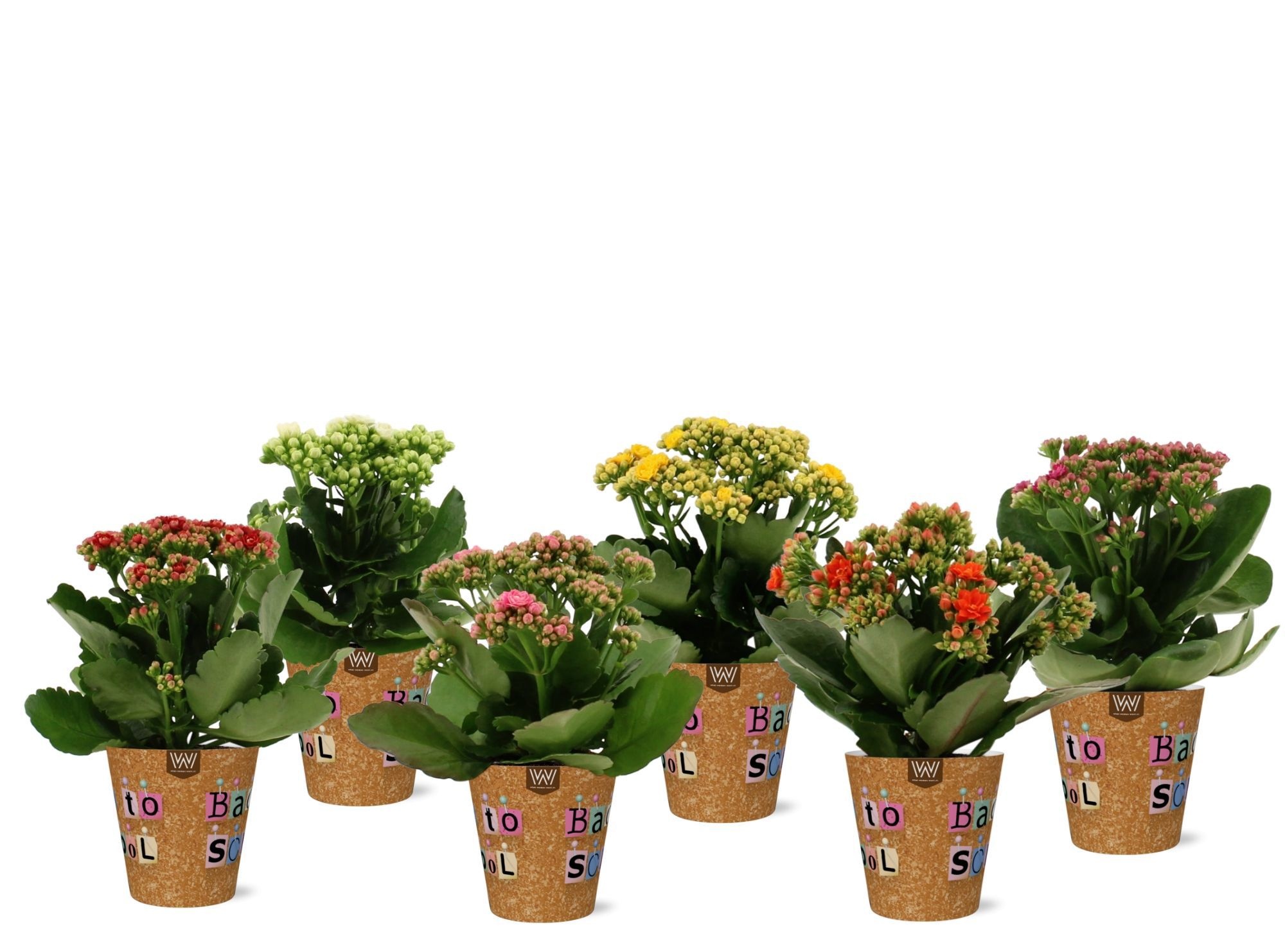 Kalanchoë 5 color mix in Back to School smartcup, D 12