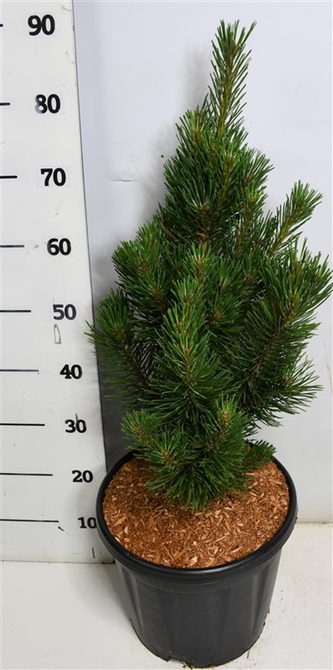 Pinus mugo 'Rigi', D 38