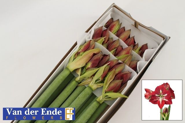 Амарилис Барбадос (красн.) x12, шт.