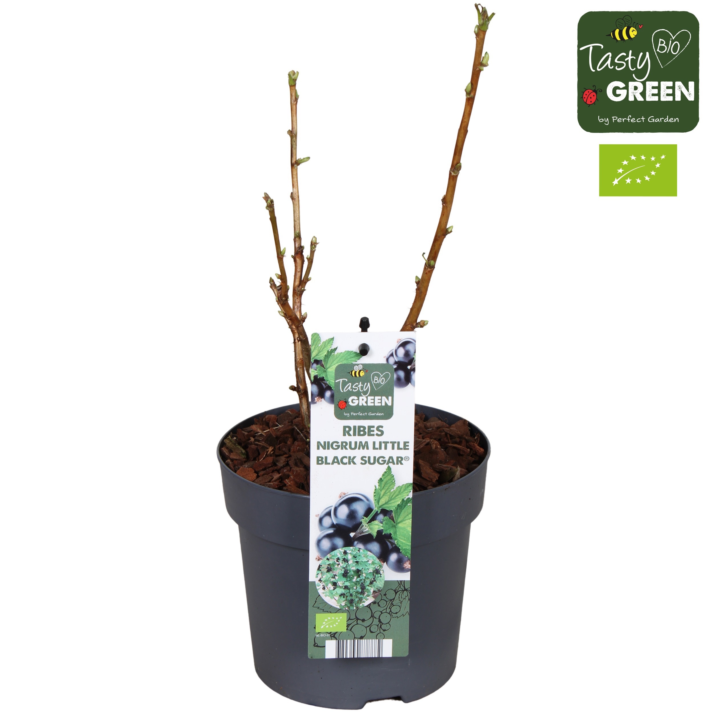 Ribes Low® Little Black Sugar® Bio P14, D 14 cm