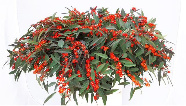 Эуфорбия куст. Рэд Сюрпрайз 80, шт.