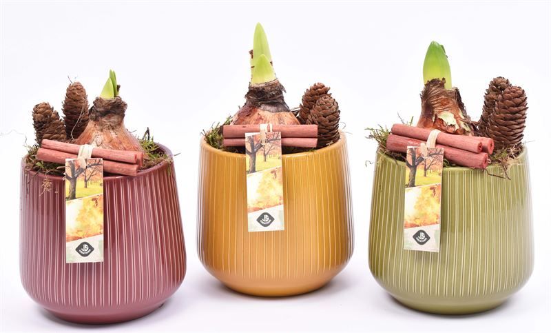 Keramiek pot kl.mix 14,5cm, D 14 cm