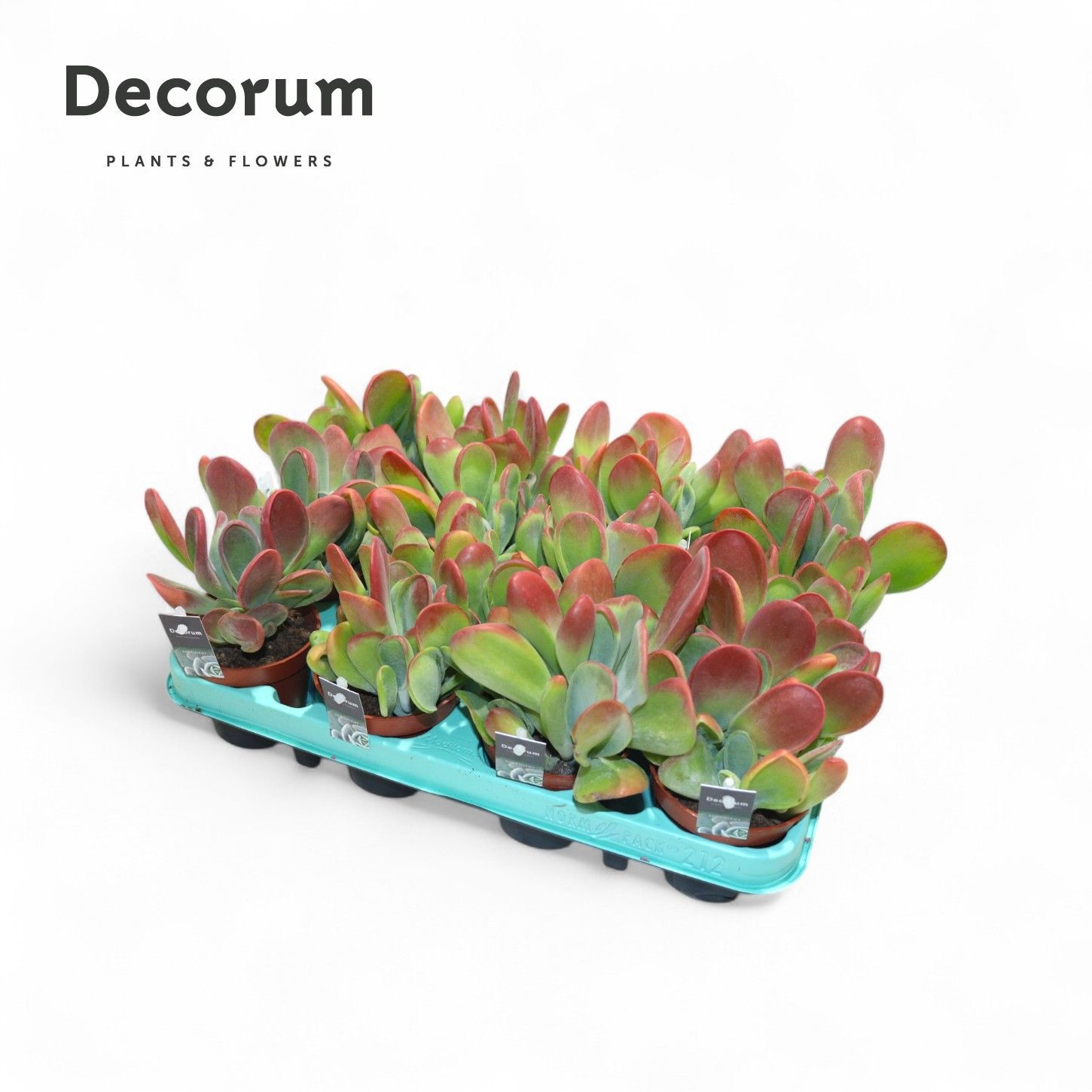 Kalanchoe Oricula, D 8,5