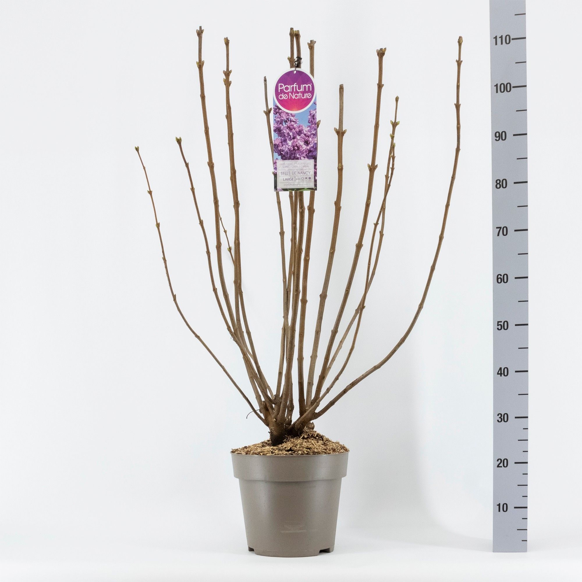 Syringa vul. Belle de Nancy, 2-jarig, C10 Solitair, D 27