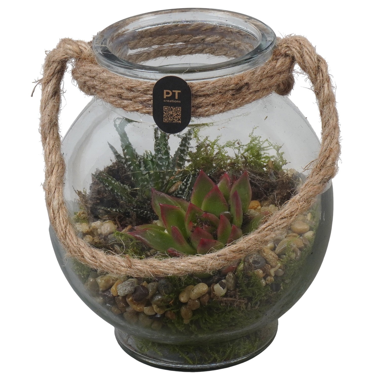 PTIG2712 Arrangement Indoor in glazen vaasje in bol vorm, D 14