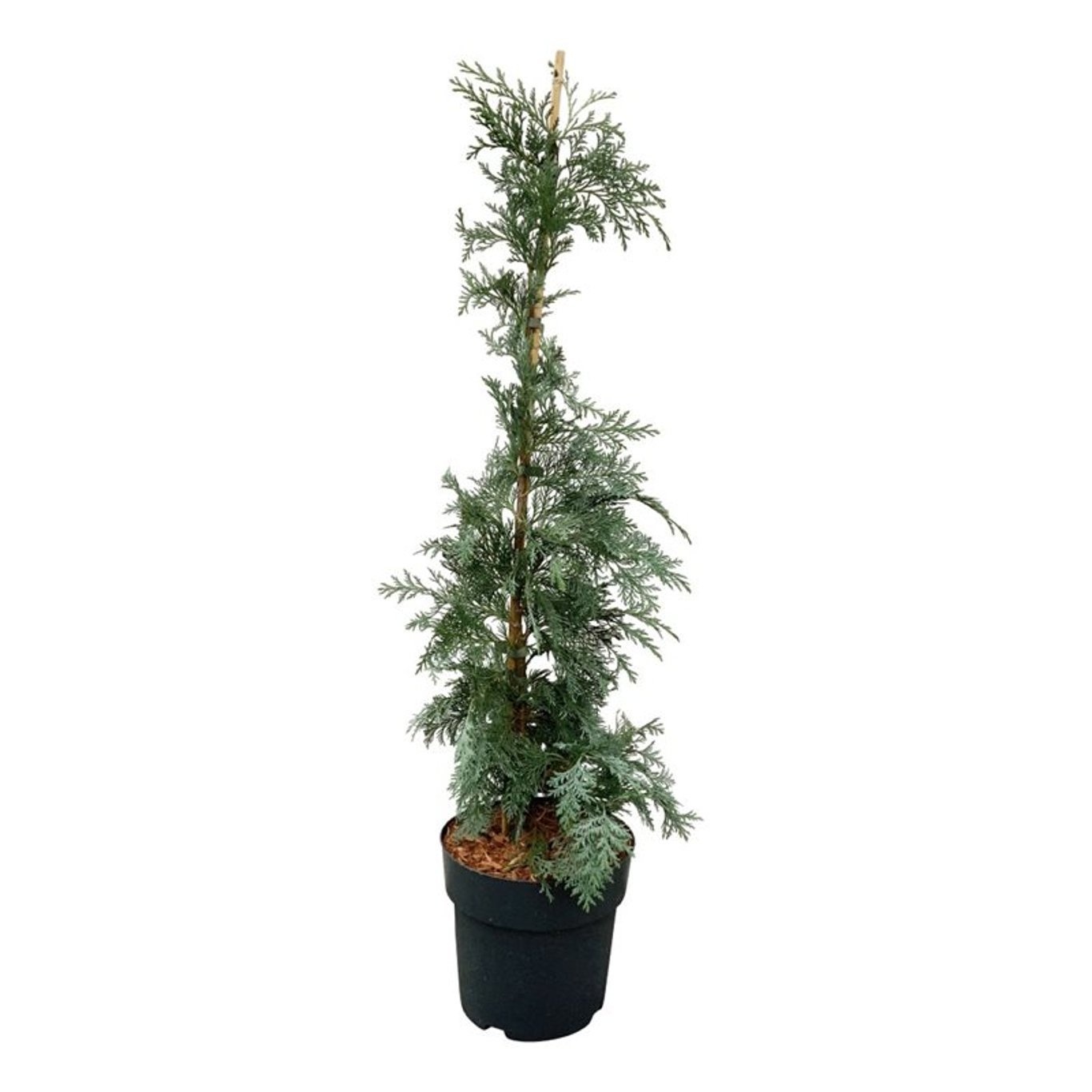 Chamaecyparis l. 'Spek', D 23