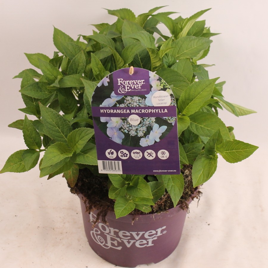 Hydrangea Forever&Ever® Teller Blue, D 23