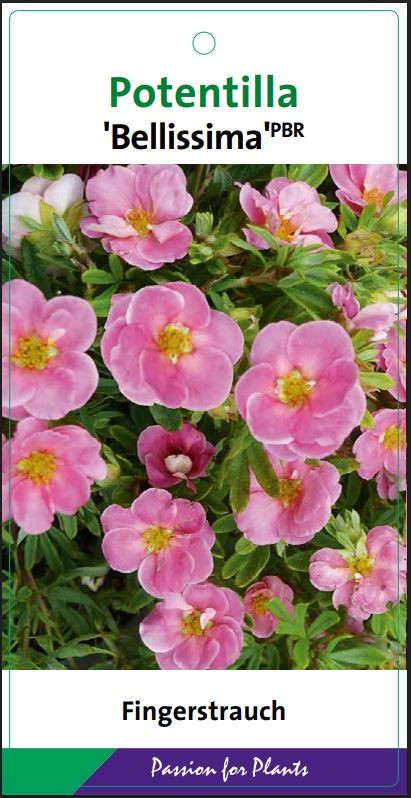 Potentilla frut. 'Bellissima' 25-30C3, D 19 cm
