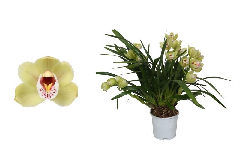 Cymbidium p12 Wild Anna 4T20+, D 12