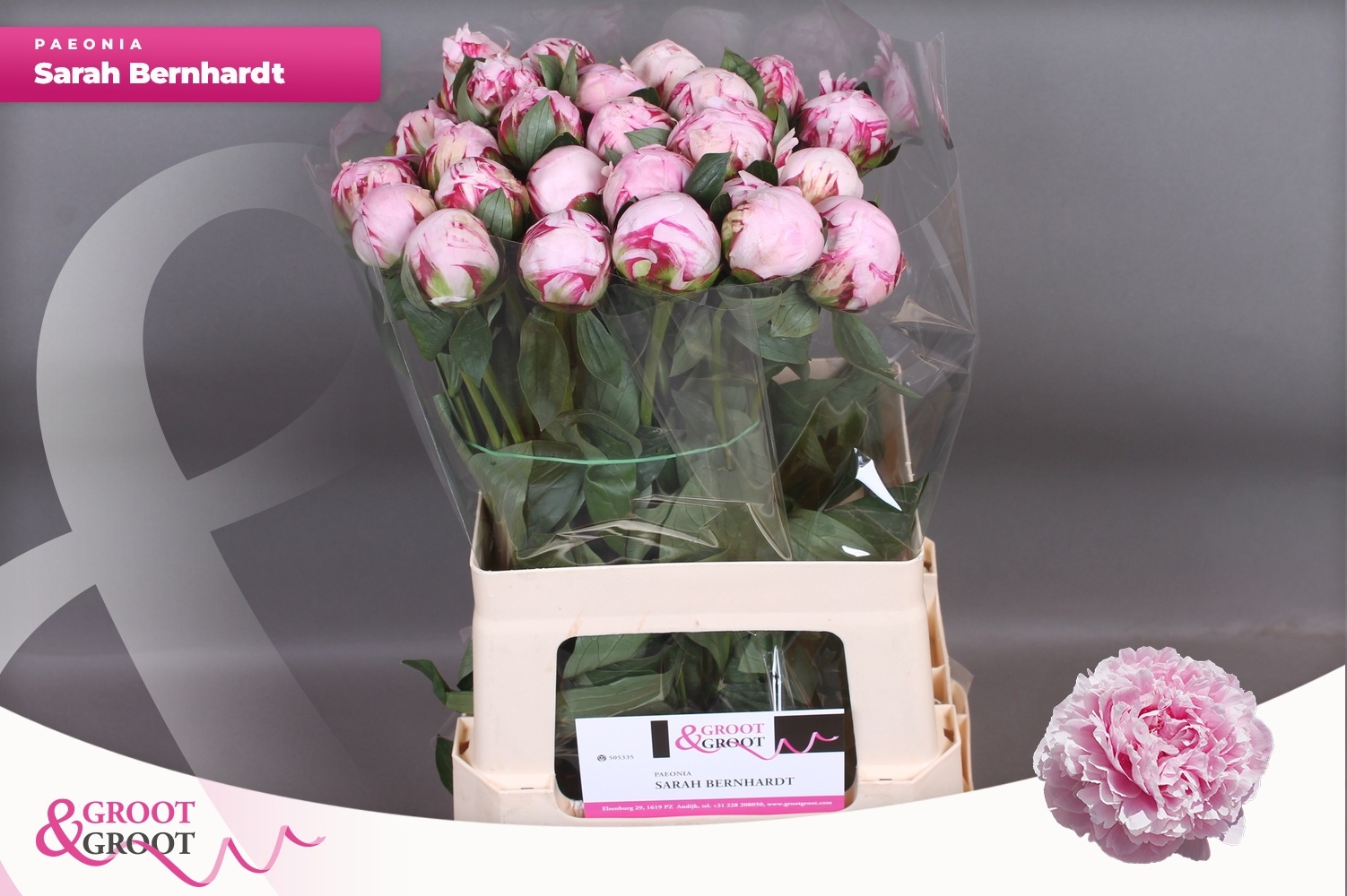 Пион Сара Бернар 60 (роз.), шт.