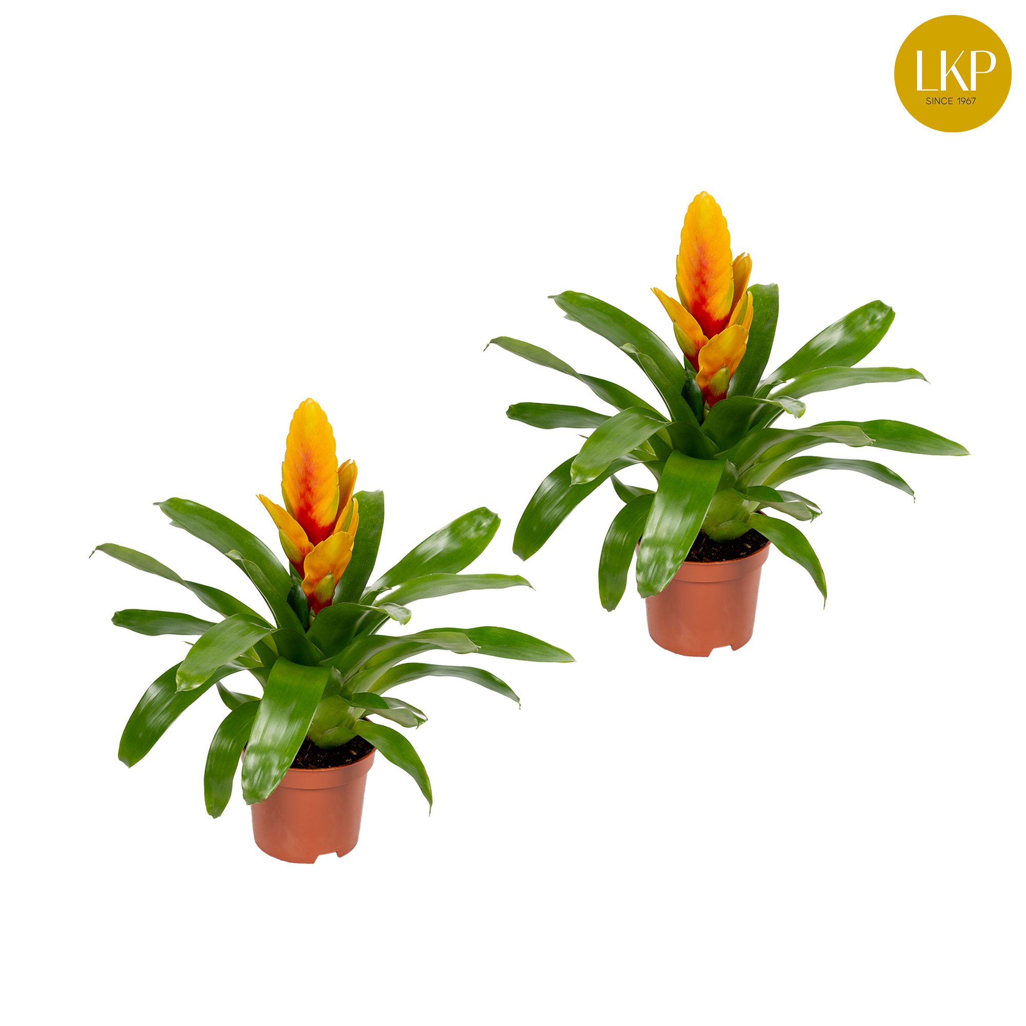 Vriesea Delphinus Geel/Rood (Zonder Hoes), D 10,5