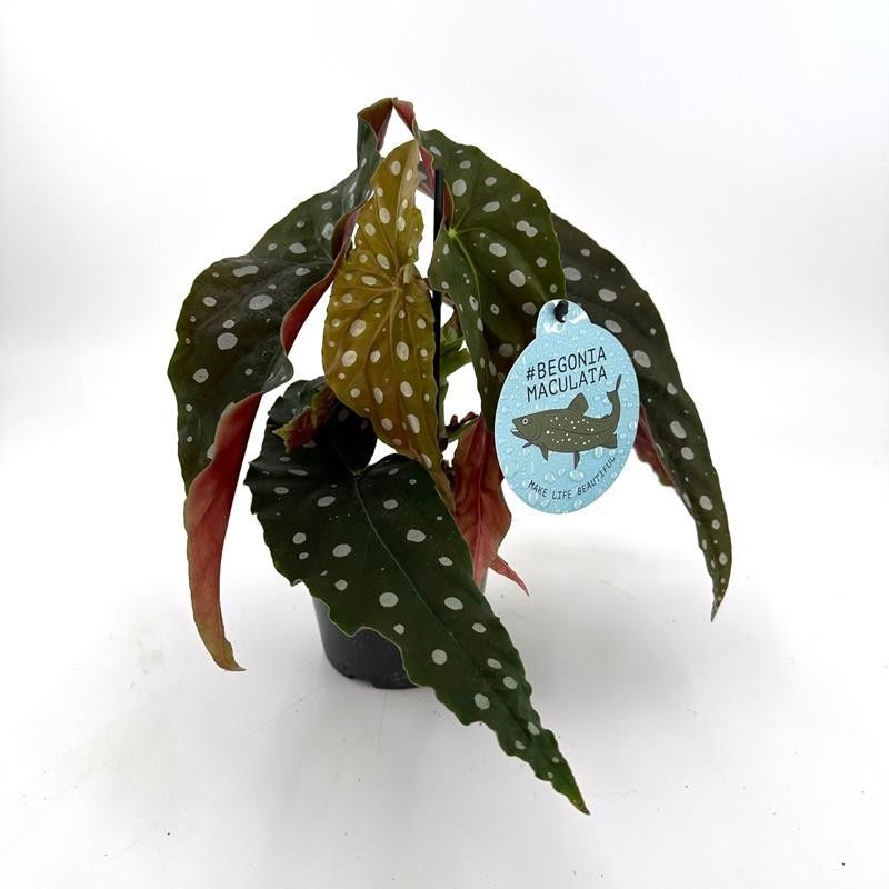 BEGONIA MACULATA 'Hawaii', D 12
