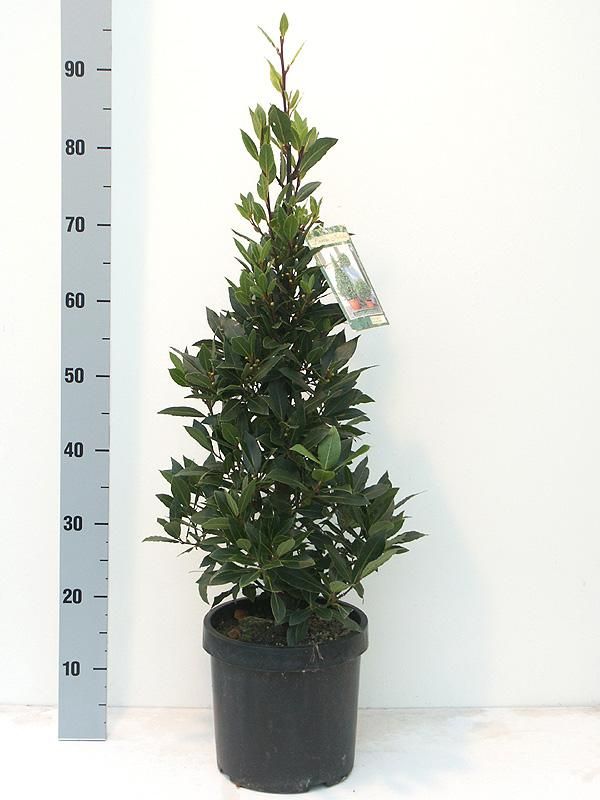 Laurus nobilis Pyramide - Vlaamse Laurier Europees Erkend, D 20