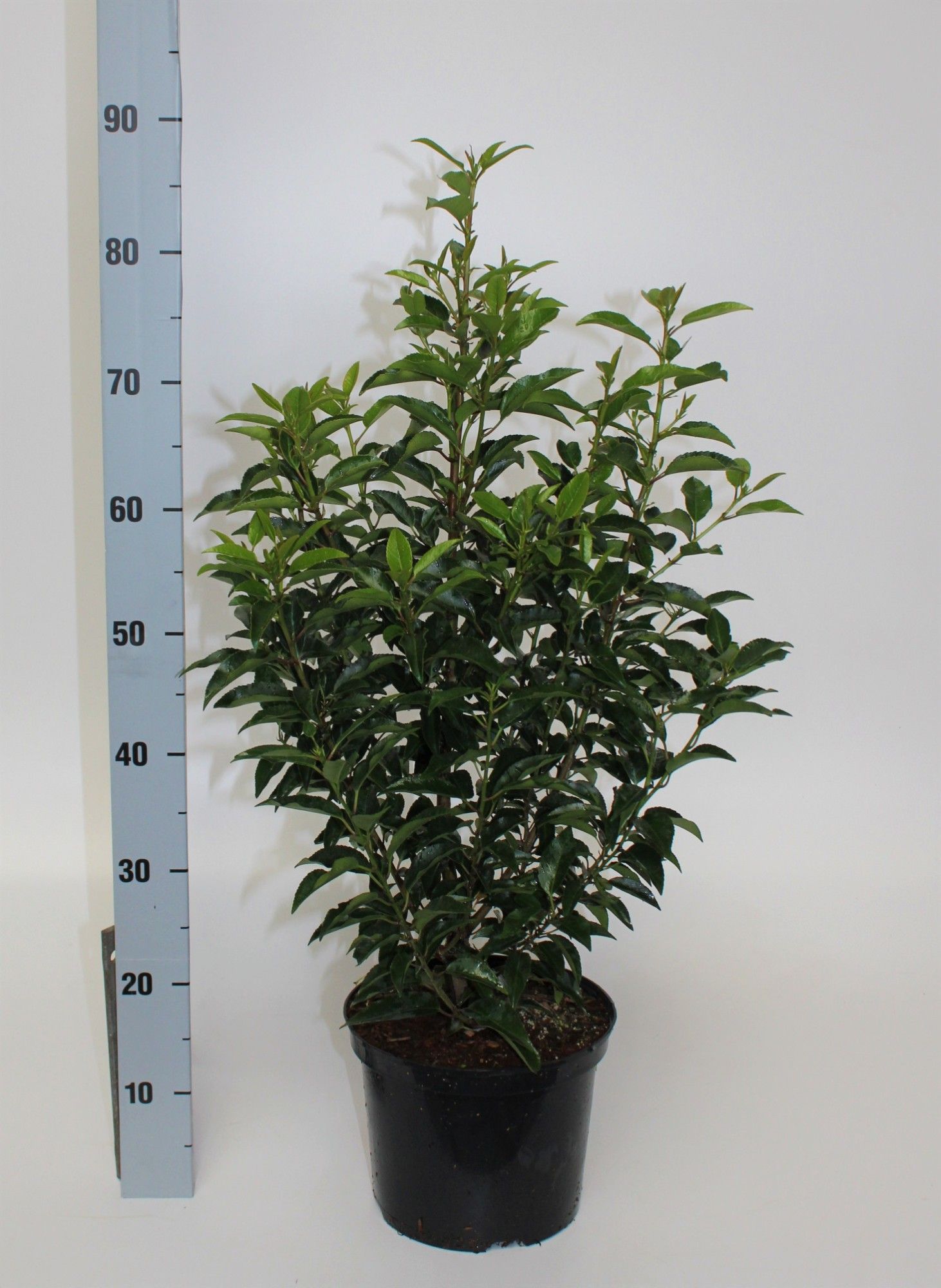 Prunus lusitanica 'Angustifolia', D 23 cm