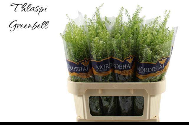 Тласпи Грин Бэлл 70, шт.