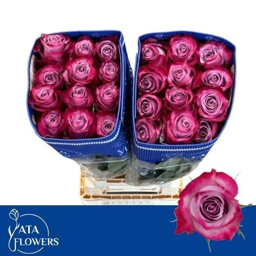 Роза од. Дип Перпл 60, шт.