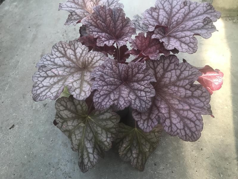 HEUCHERA-HYBRID 'BERRY SMOOTHIE', D 12