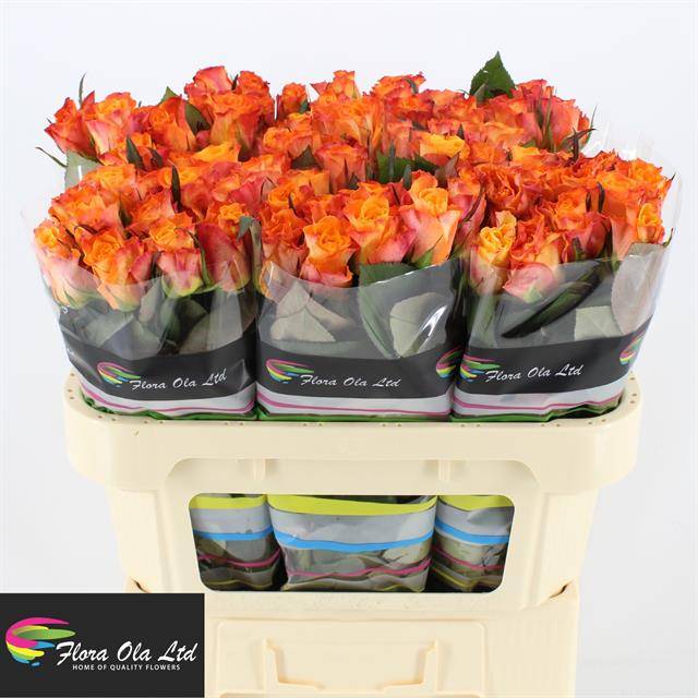 Роза од. Марио! 70, шт.