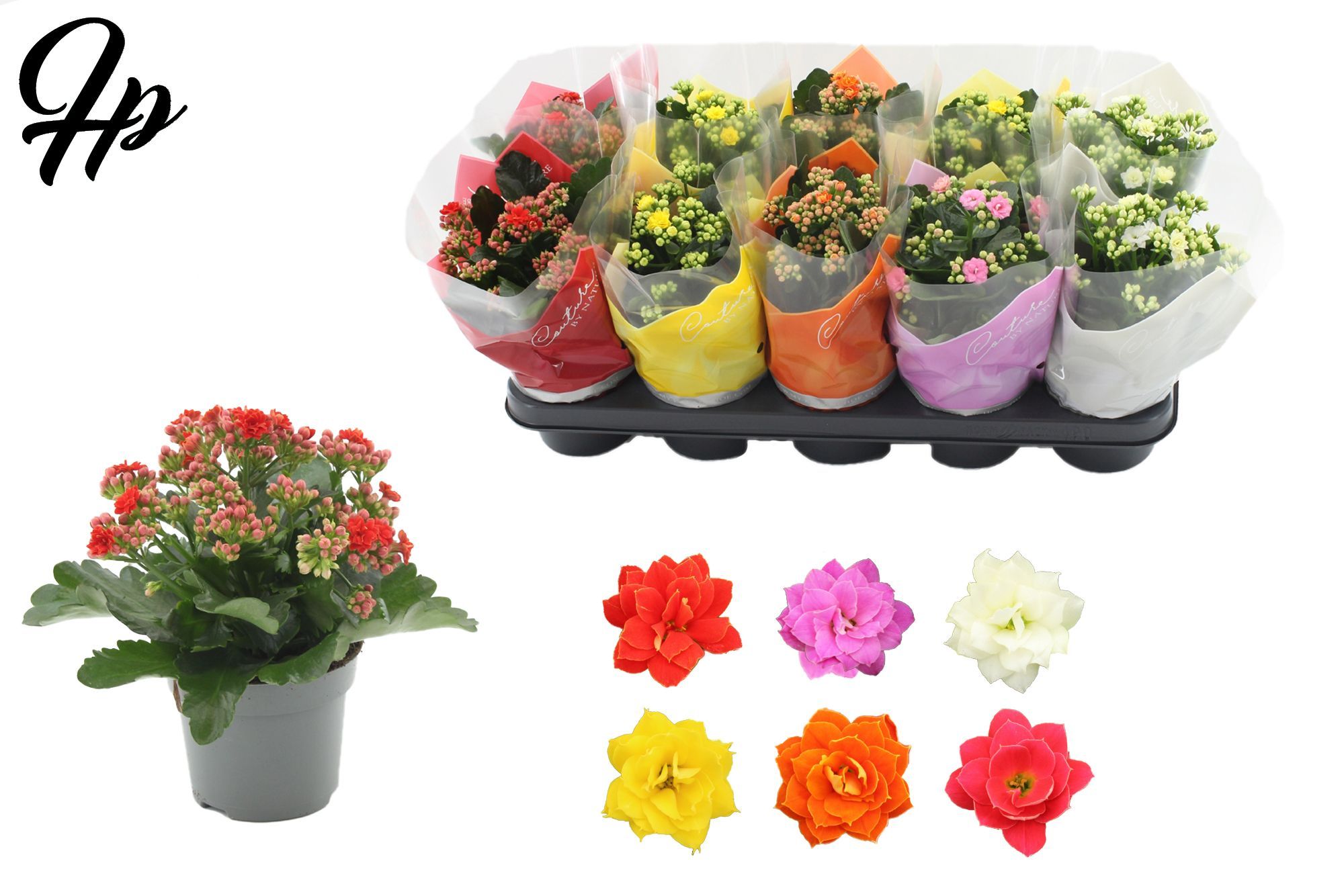 Kalanchoë 12 cm 5 color mix in Couture TST sleeve, D 12